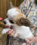chihuahua hane SKK
