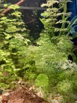 Gälört Limnophila sessiliflora