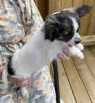 chihuahua tik SKK