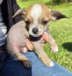 chihuahua/ chinese blandning hane