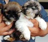 2  Shih-Tzu tik valpar leveransklara 