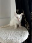 kvinnlig ragdollkatt