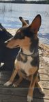 hund 8 månader akut omplacering 