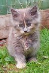 Maine Coon Kattungar utan stamtavla