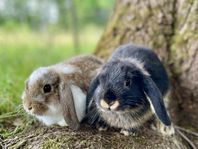 Leveransklara Dvärgvädursungar 