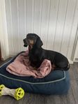 Trevlig och kärleksfull hund söker nytt hem