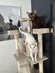 2 Devon Rex systrar