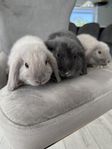 dvärgvädur kaniner 