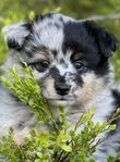Sheltie valpar 