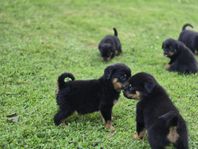 renrasiga rottweiler valpar 