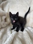 sociala kattungar 