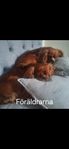 Ljuvliga Cavalier King Charles valpar 