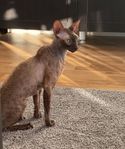 Cornish Rex
