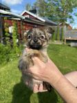 chihuahua blandning