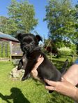 chihuahua blandning
