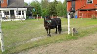 Shetlandssto