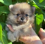 Pomeranian Valp