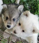 Finsk lapphunds valp 