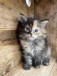 Ljuvliga kattungar Maine Coon/Neva Masquerade 
