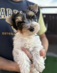 Biewer terrier valp