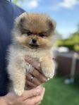 Pomeranian valp