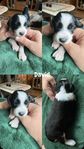 Aussie/ springer spaniel valpar
