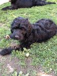Labradoodle F2 hanvalpar- Lev.klara.