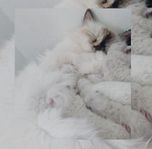 RAGDOLL KATTUNGAR LEVERERASKLARA 4 OKTOBER