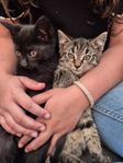 kattungar 