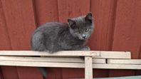 kattungen 