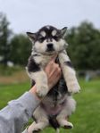 alaskan malamute valpar söker ett kärleksfullt hem