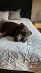 Omplacering - American Bully XL