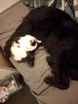 Lång/kort håriga kattungar