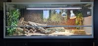 Terrarium 150x60x60 inkl belysning och inredning 