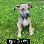 American bully xl hane 11 veckor 