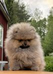 Pomeranian valpar 