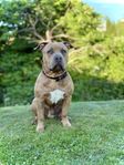 American bully omplacering 