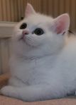 kattunge 