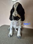 renrasig Engelsk springer spaniel hanvalp