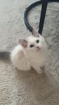 Ragdoll katt