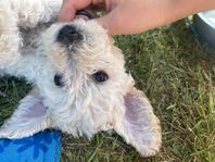 LABRADOODLE VALP PÅ GOTLAND!