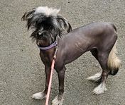 Hanvalp 6 mån nakenhund