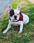 Omplacering Fransk Bulldog