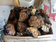 chaga göteborg