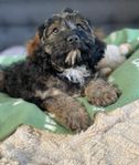 2 Otroligt trevliga & fina Cavapoo -en hane en tik 