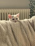 Kattunge 8 månader