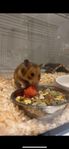 Guldhamster 