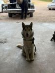 lugnaste huskyn du kan hitta