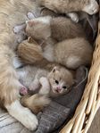 kattungar 