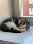 katter